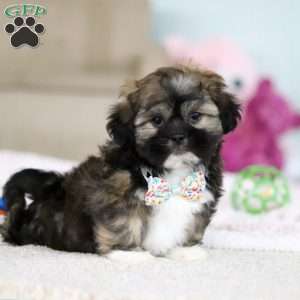 Prince, Lhasa Apso Puppy